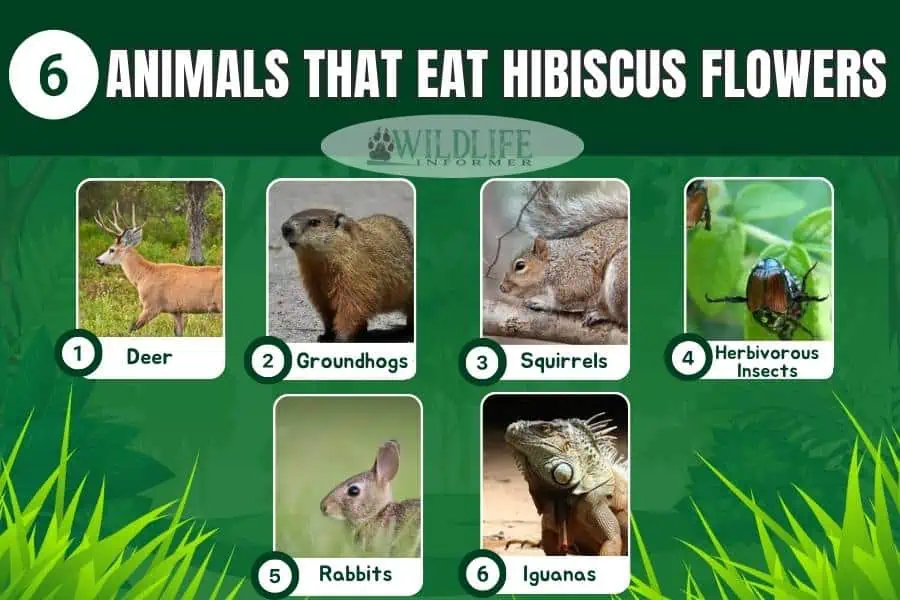 6 Animals That Eat Hibiscus Flowers (Pictures) Wildlife Informer