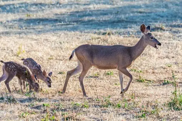 Family of black tailed deer
