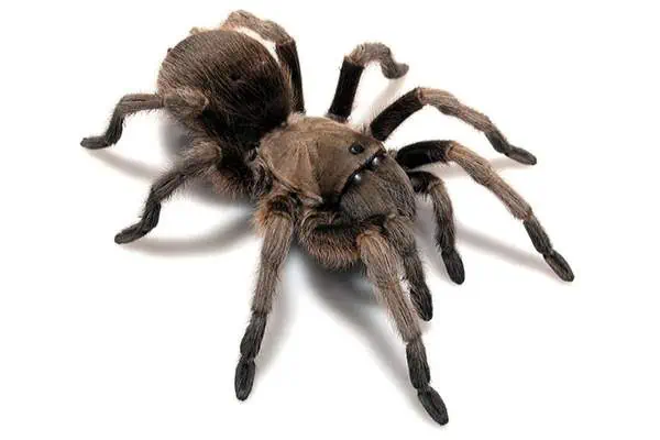 Female aphonopelma gabeli