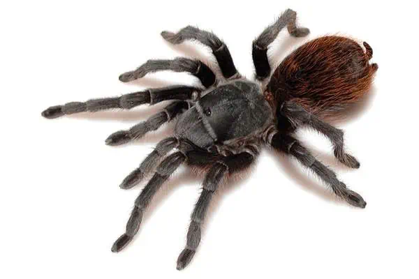 Female aphonopelma peloncillo