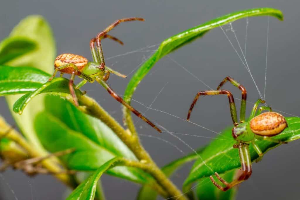 How Do Spiders Communicate With Each Other? Wildlife Informer