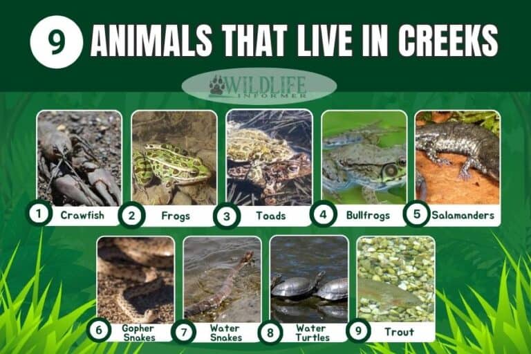 9 Animals That Live in Creeks (Pictures) Wildlife Informer