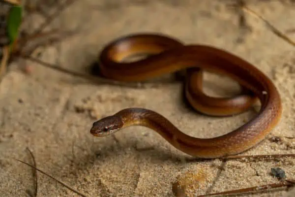 Pine woods littersnake