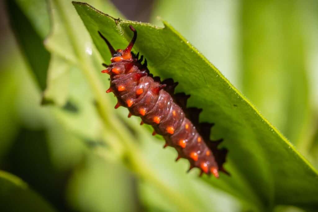 Are Hairy Caterpillars Dangerous? Wildlife Informer