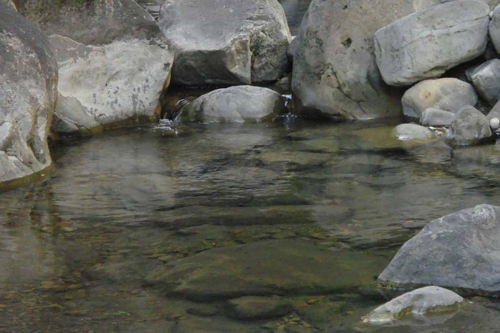 9 Animals That Live in Creeks (Pictures) Wildlife Informer