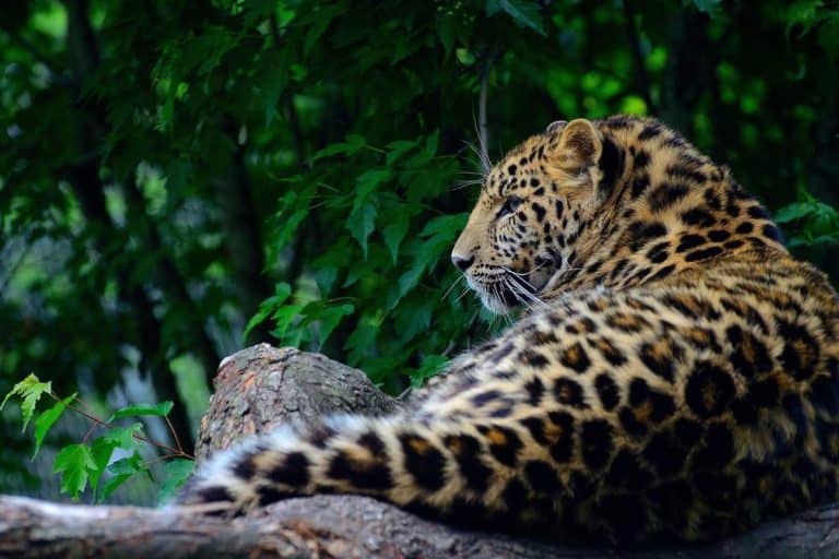 10 Unique Characteristics of Leopards Wildlife Informer