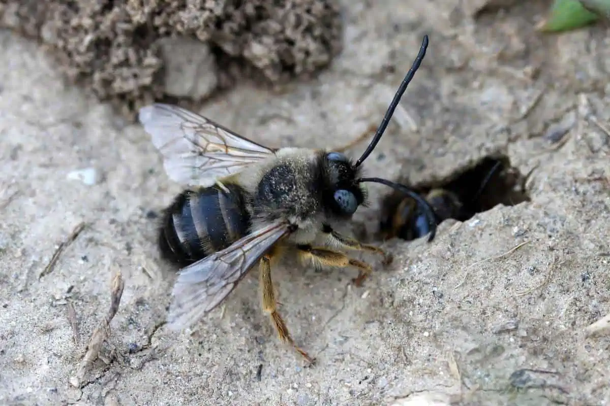 Bee on its burrow