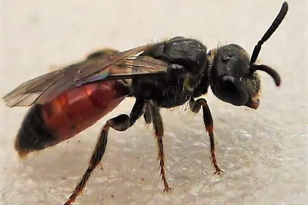 Blood bee on white