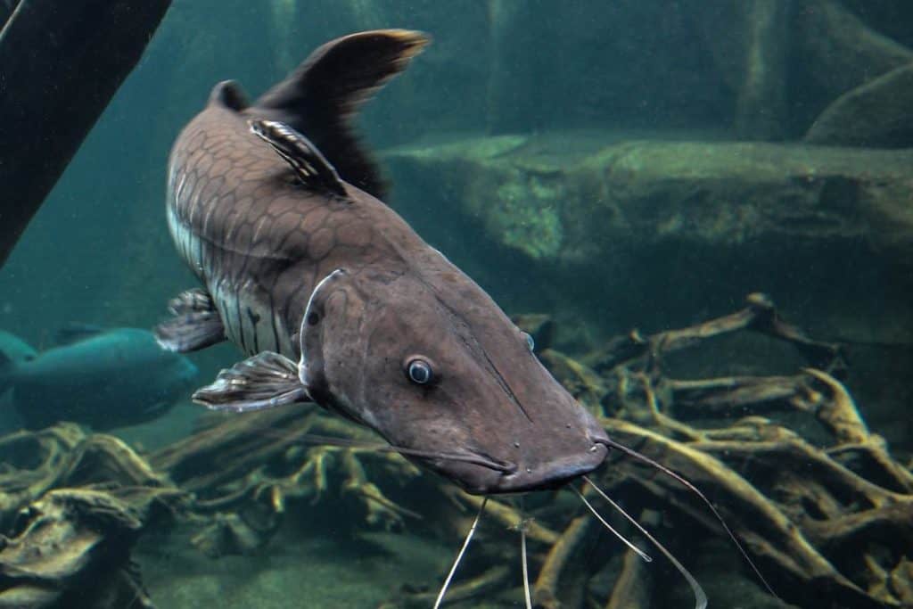 10 Characteristics of Catfish Wildlife Informer