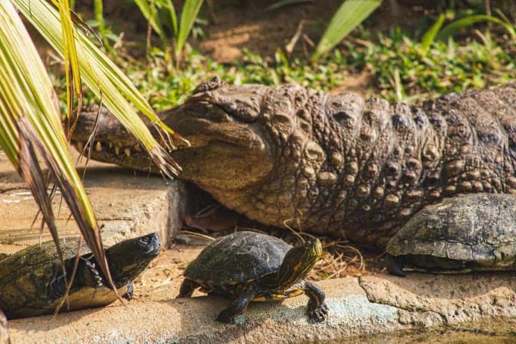 8 Animals That Eat Turtles (And How They Do It) Wildlife Informer