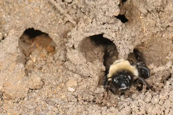 A digger bee burrowing