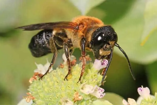Giant resin bee