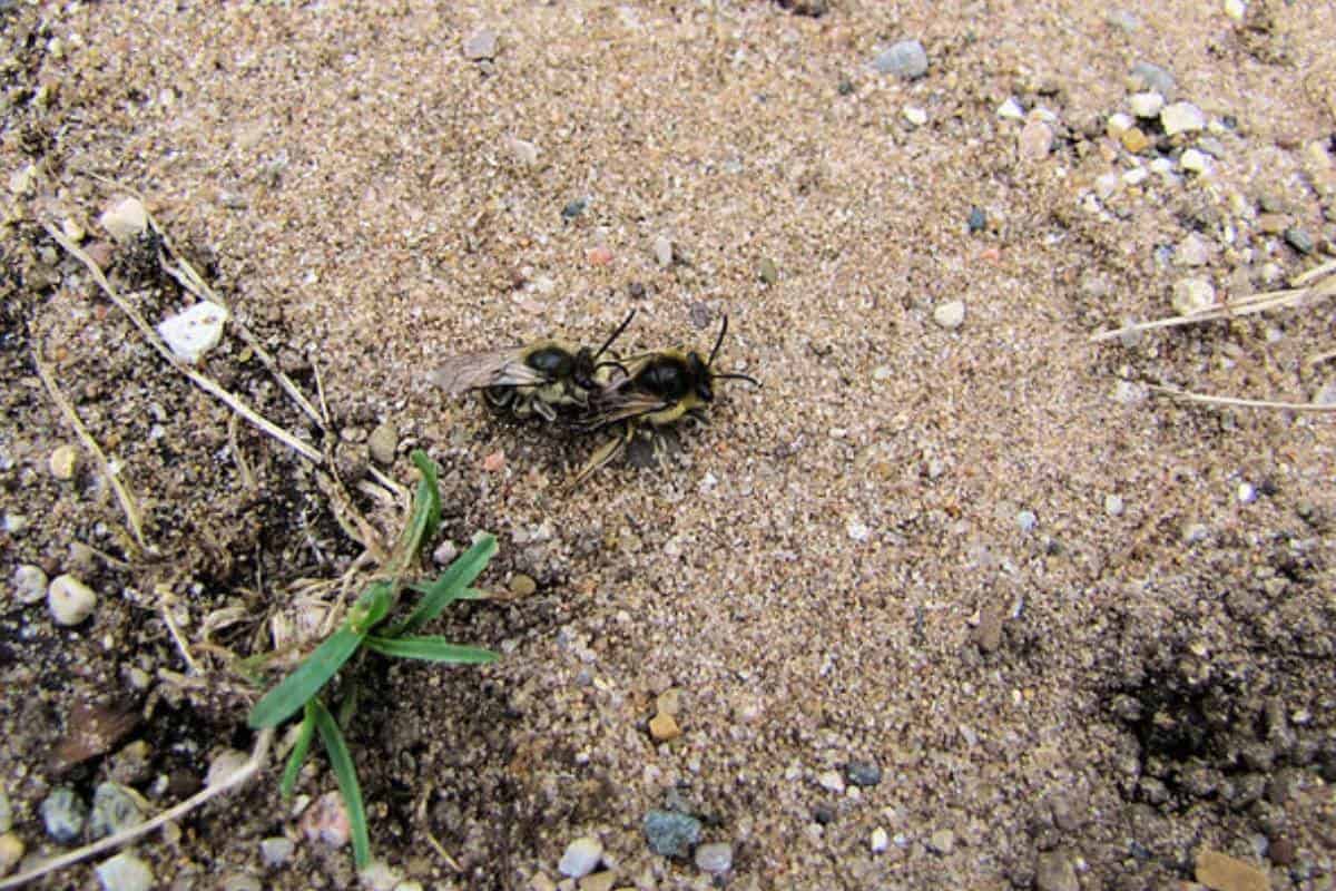 22 Types of Ground Burrowing Bees (Pictures) - Wildlife Informer