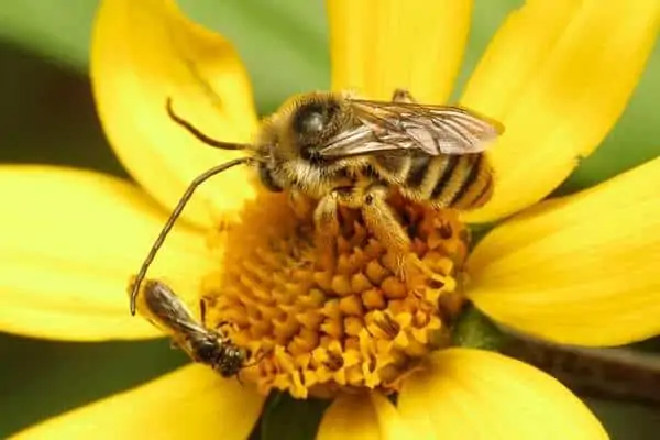 Long-horned bee