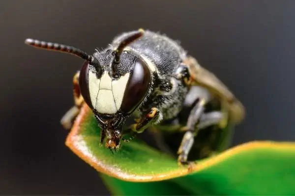 Mignonette yellow face bee