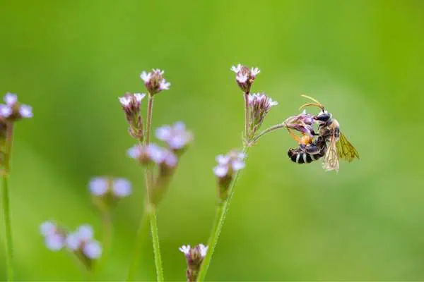 Norton’s alkali bee