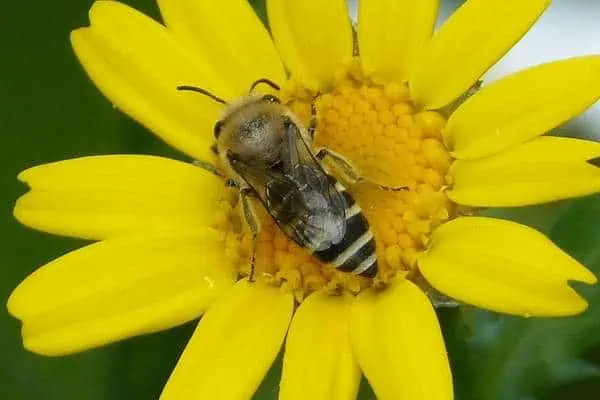 Plasterer bee