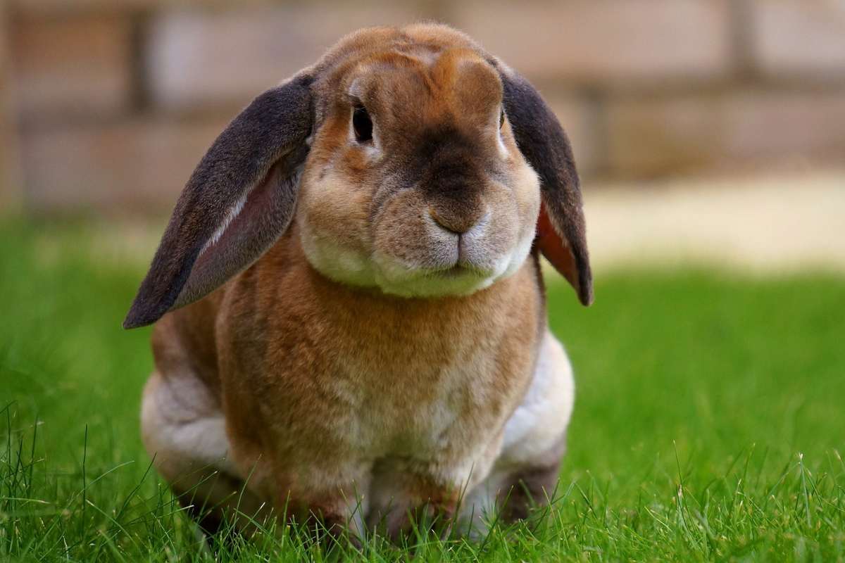 12 Unique Characteristics of Rabbits - Wildlife Informer