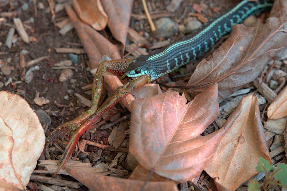 Do Snakes Ever Eat Plants? (Fruits, Vegetables) Wildlife Informer
