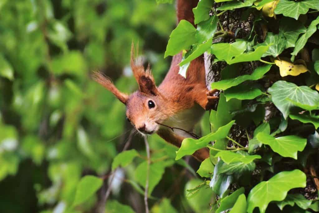 Why Do Squirrels Chase Each Other? (6 Reasons) Wildlife Informer