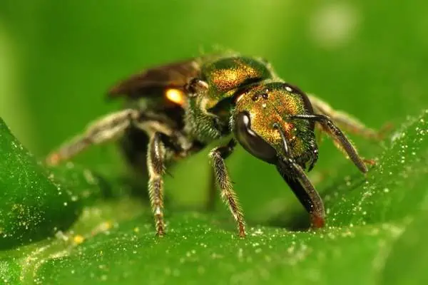 sweat bee on a leaf