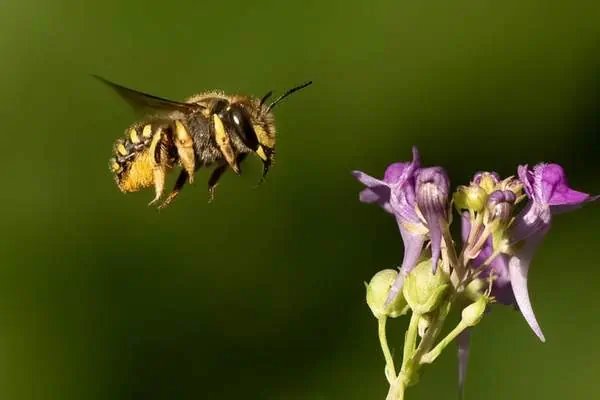 Wool carder bee