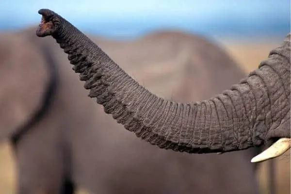 How Long Is An Elephant s Trunk On Average Wildlife Informer How Long Is An Elephant s Trunk On Average Wildlife Informer