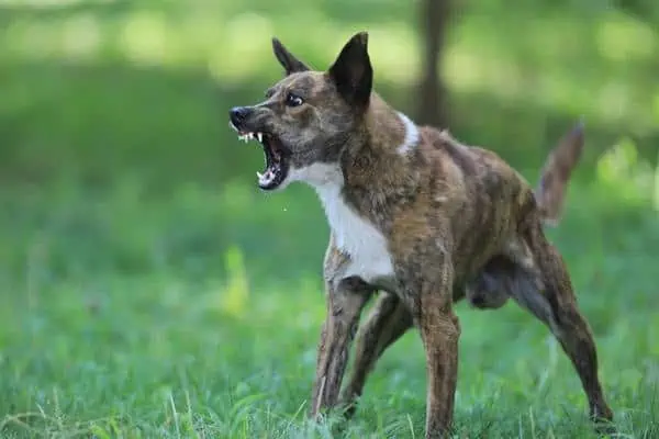 Aggressive dog outside