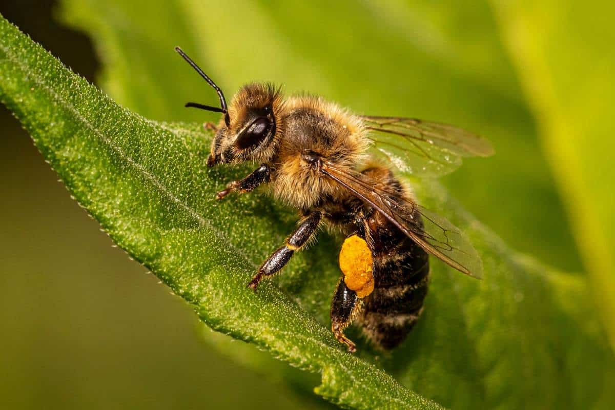 Bee on green leaf