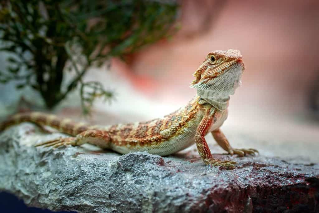 10 Signs Your Bearded Dragon is Constipated Wildlife Informer