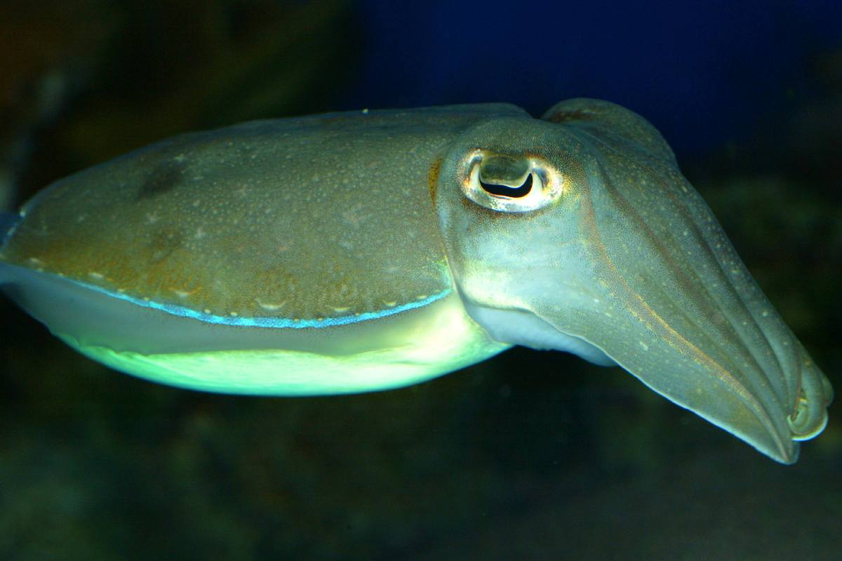 cuttlefish