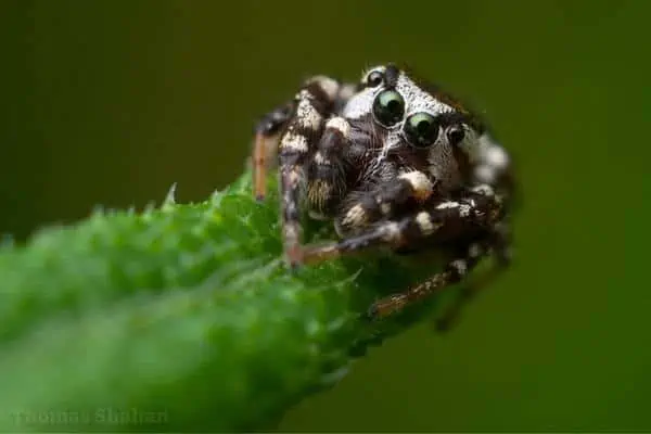 Common white cheeked jumping spider