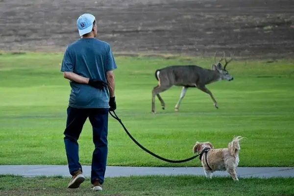 Domestic dog and deer in the grass field
