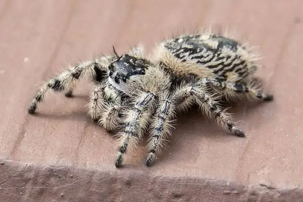 Female canopy jumping spider