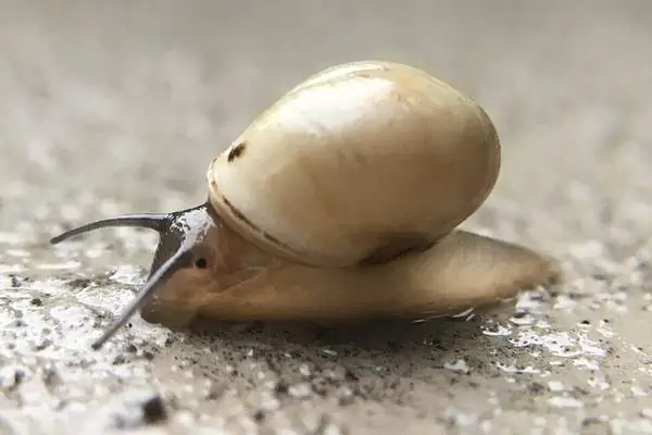 A globular drop snail on mud