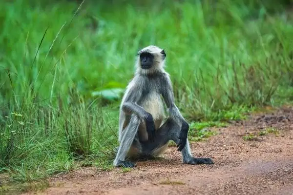 Gray langur sitting