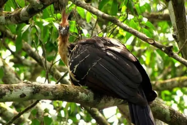 Hoatzin of the amazon region