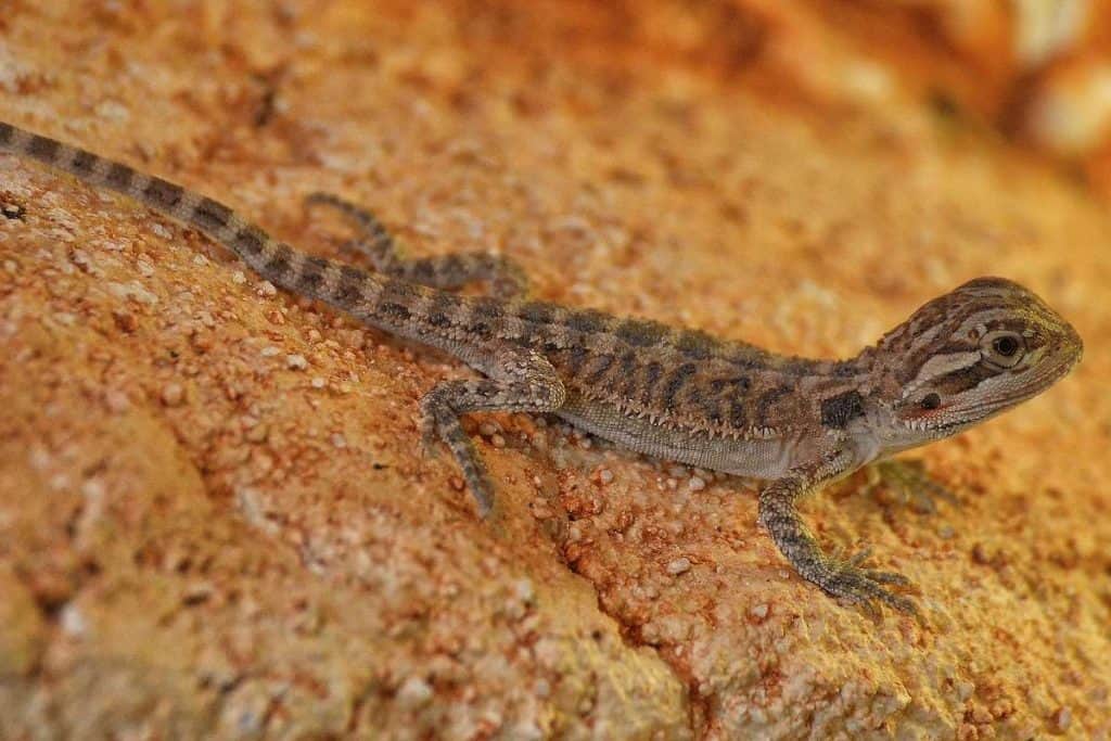 10 Signs Your Bearded Dragon is Constipated Wildlife Informer