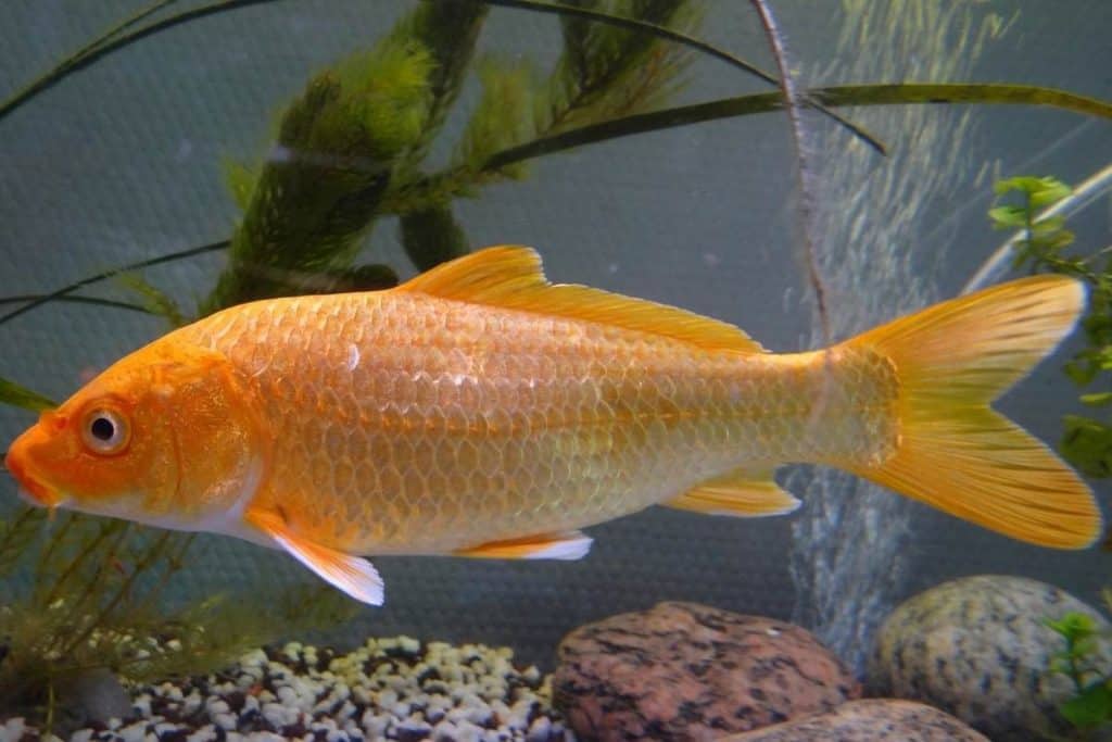 The 12 Longest Living Fish (Pictures) - Wildlife Informer