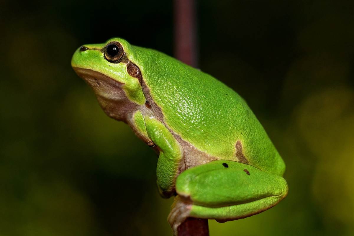 10 Unique Characteristics of Frogs - Wildlife Informer