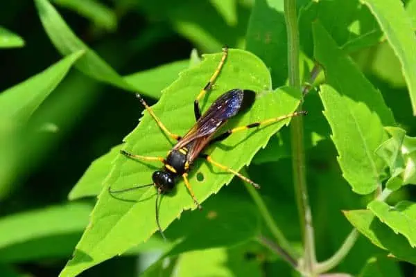 Mud dauber on leaf