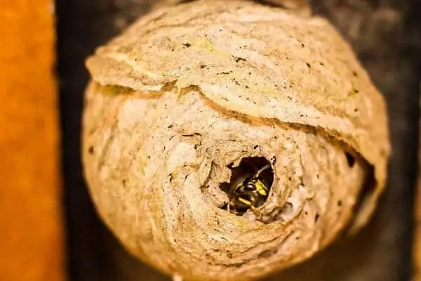 Newly formed wasp nest