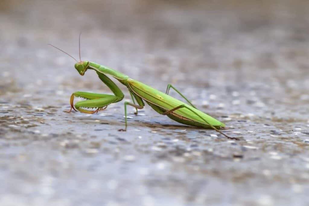 Can a Praying Mantis Hurt You? - Wildlife Informer