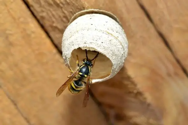 Queen wasp building a nest