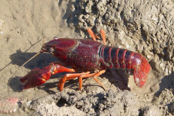 11 Types Of Crayfish Freshwater Crustaceans Wildlife Informer 11 Types Of Crayfish Freshwater Crustaceans Wildlife Informer