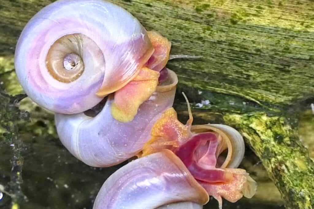 11 Types of Freshwater Snails (Pictures, Facts) Wildlife Informer