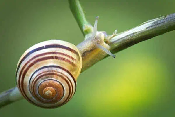 White-lipped snail on stem