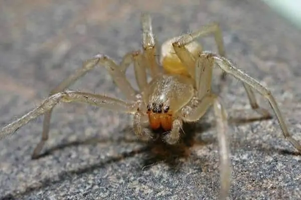 Yellow sac spider on ground