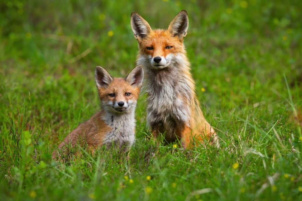 Red Fox Population by State (Estimates & Info) - Wildlife Informer