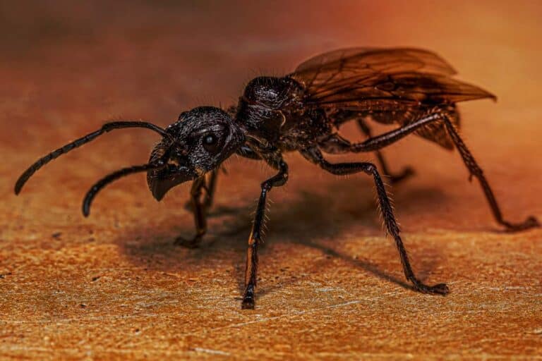 12 Interesting Facts About Bullet Ants Wildlife Informer